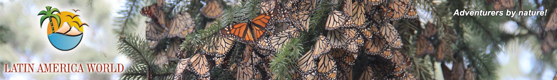 LOGO+text Headerbutterfly2_about us � M.M.