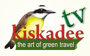 AKTUELL KiskadeeTVLogo Yellow bgrd_5 � M.M.
