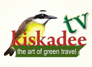 KiskadeeTVLogo Yellow bgrd_7 � M.M.