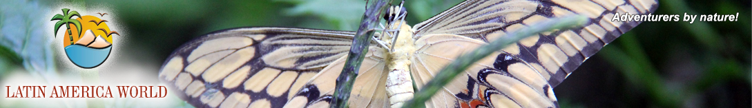 LOGO+text Header buterfly 8 � M.M.