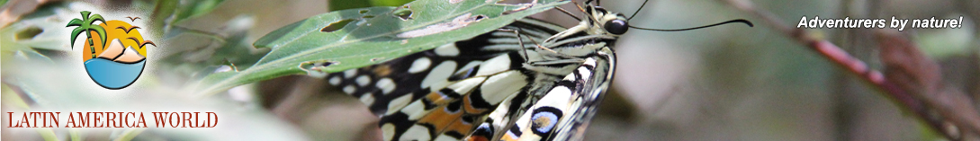 LOGO+text Header butterfly 8 � M.M.