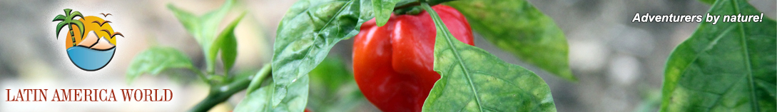 LOGO+text Header chilis1 � M.M.