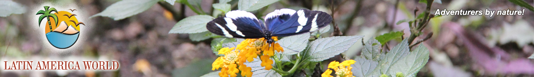 LOGO+text Headerbutterfly_news and media � M.M.